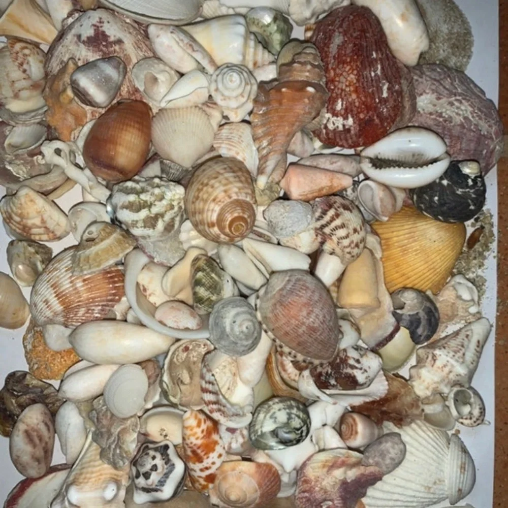 Sea shells from Vieques Puerto Rico Caribbean found on the beach 1/2 pound lb